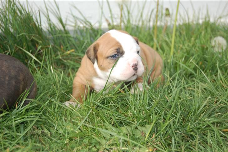Amerikansk bulldog hvalpe med stamtavle til salg 3 uger billede 18