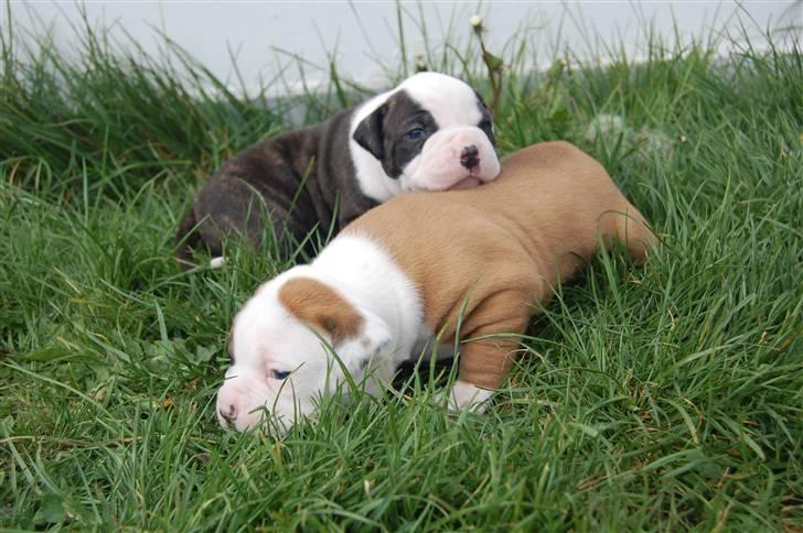 Amerikansk bulldog hvalpe med stamtavle til salg 3 uger billede 20