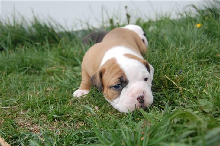 Amerikansk bulldog hvalpe med stamtavle til salg 3 uger billede 21