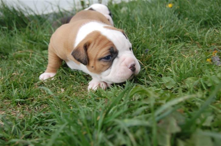 Amerikansk bulldog hvalpe med stamtavle til salg 3 uger billede 22