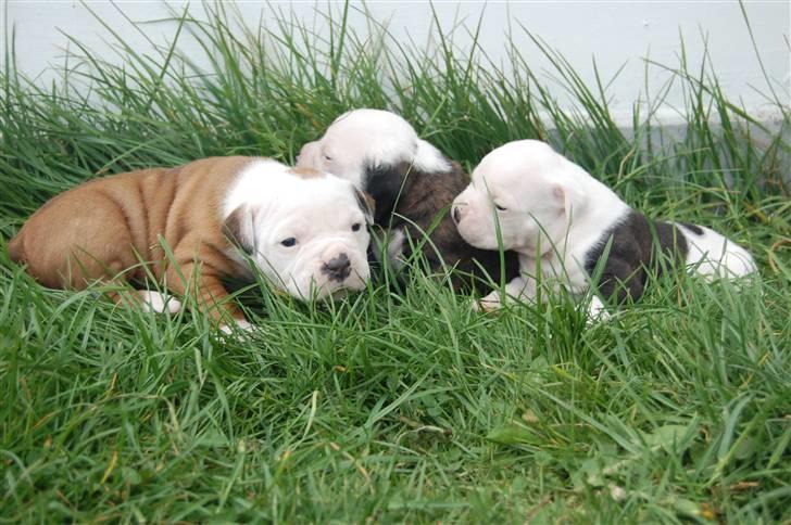 Amerikansk bulldog hvalpe med stamtavle til salg 3 uger billede 25