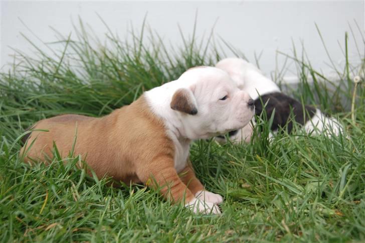 Amerikansk bulldog hvalpe med stamtavle til salg 3 uger billede 26