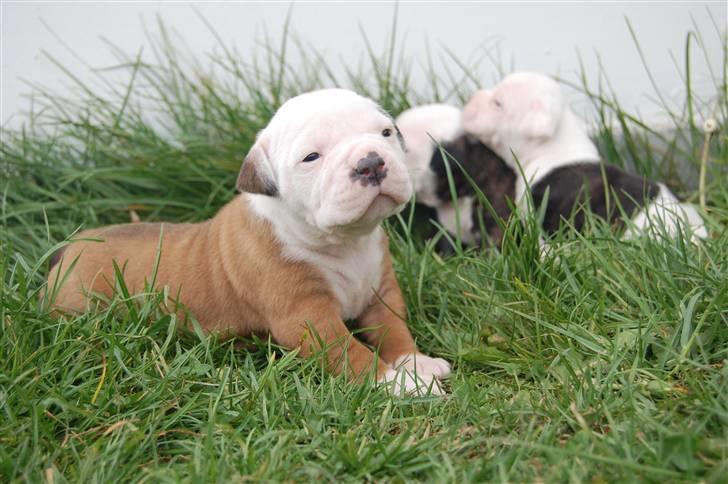 Amerikansk bulldog hvalpe med stamtavle til salg 3 uger billede 27