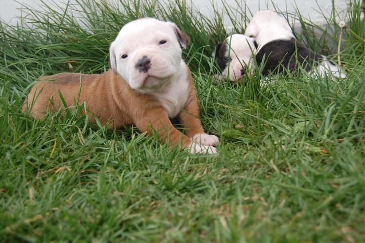 Amerikansk bulldog hvalpe med stamtavle til salg 3 uger billede 28