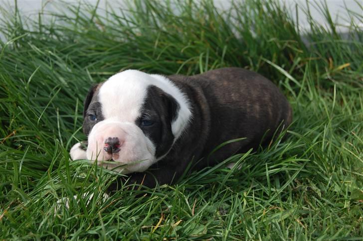 Amerikansk bulldog hvalpe med stamtavle til salg 3 uger billede 29