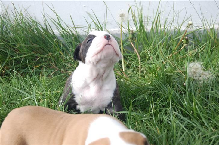 Amerikansk bulldog hvalpe med stamtavle til salg 3 uger billede 30