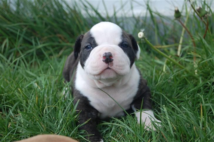 Amerikansk bulldog hvalpe med stamtavle til salg 3 uger billede 31