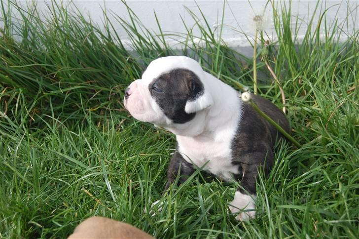 Amerikansk bulldog hvalpe med stamtavle til salg 3 uger billede 32
