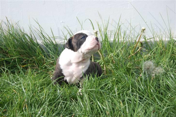 Amerikansk bulldog hvalpe med stamtavle til salg 3 uger billede 33