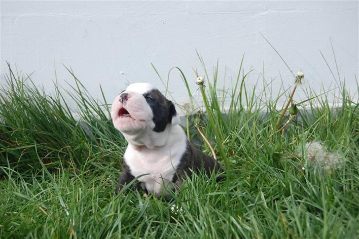 Amerikansk bulldog hvalpe med stamtavle til salg 3 uger billede 34