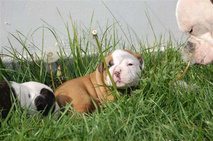 Amerikansk bulldog hvalpe med stamtavle til salg 3 uger billede 37