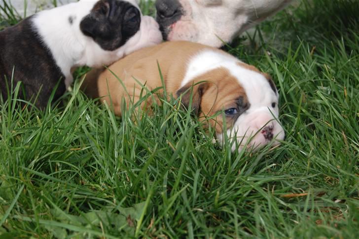 Amerikansk bulldog hvalpe med stamtavle til salg 3 uger billede 38