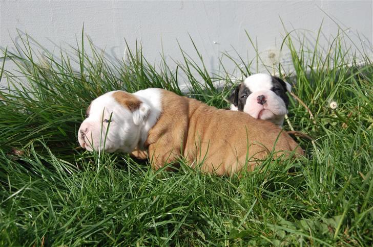 Amerikansk bulldog hvalpe med stamtavle til salg 3 uger billede 39