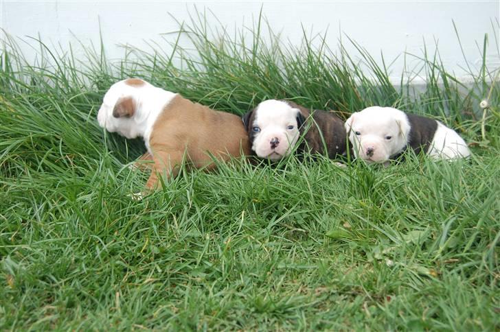 Amerikansk bulldog hvalpe med stamtavle til salg 3 uger billede 40
