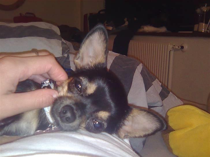 Òdessa piqen <3 - Òdessa bliver rigtig forkælet billede 11