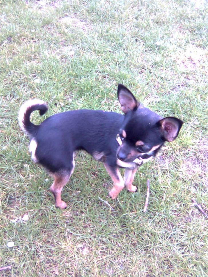 Òdessa piqen <3 billede 12