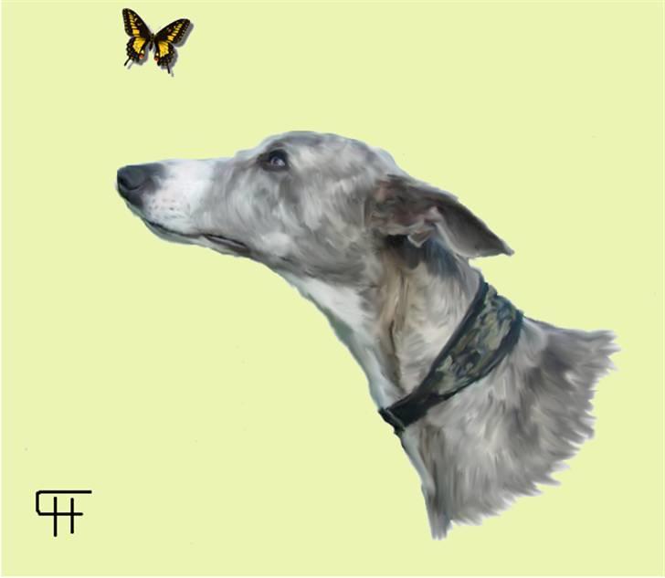 Tegninger af andres hunde - Whippet Sea Leopards`ndeed Neala . billede 268