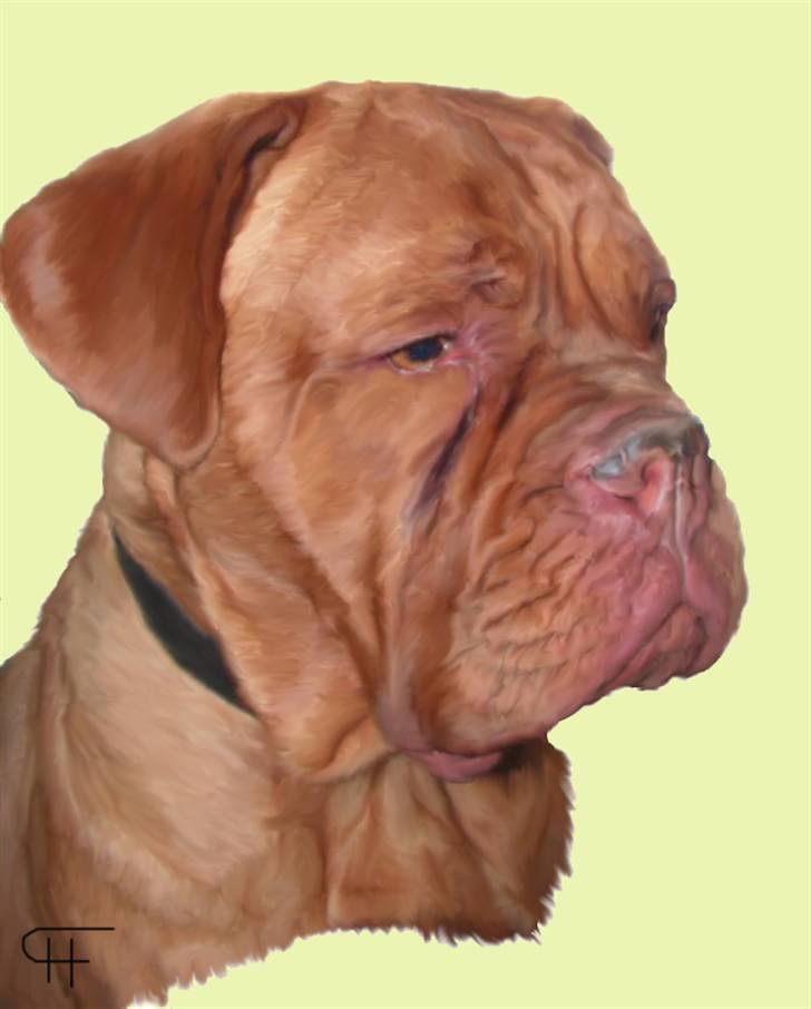 Tegninger af andres hunde - Dogue de bordeaux Kaya. billede 269
