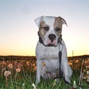 Nye billeder af mine skønne vapper :)