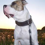 Nye billeder af mine skønne vapper :)