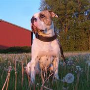 Nye billeder af mine skønne vapper :)