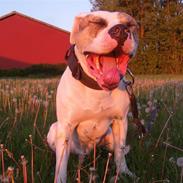 Nye billeder af mine skønne vapper :)