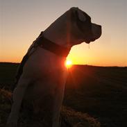 Nye billeder af mine skønne vapper :)