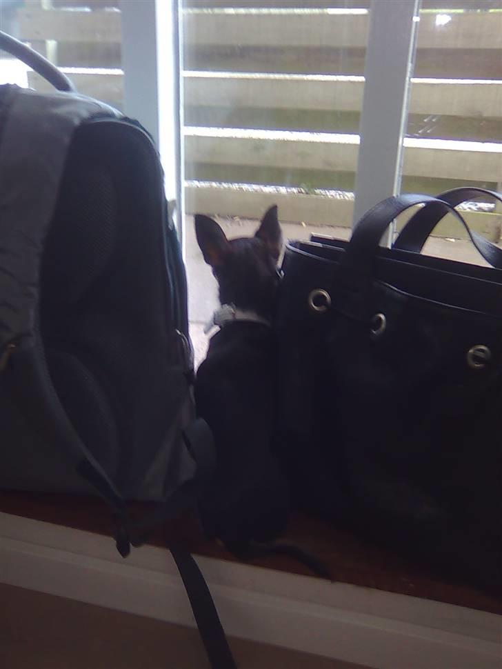 Òdessa piqen <3 billede 13