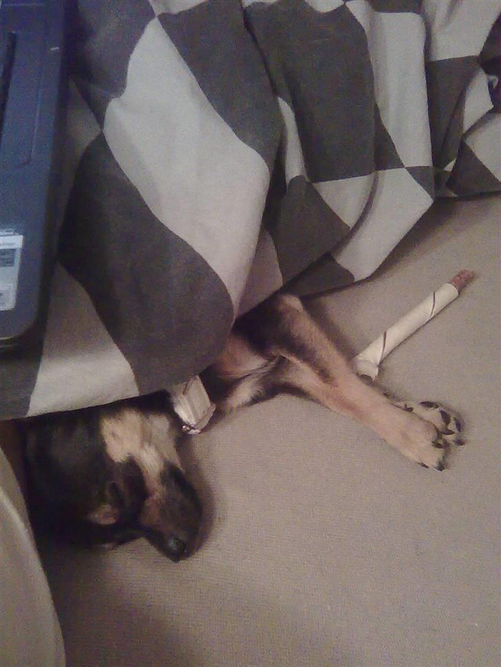 Òdessa piqen <3 billede 15