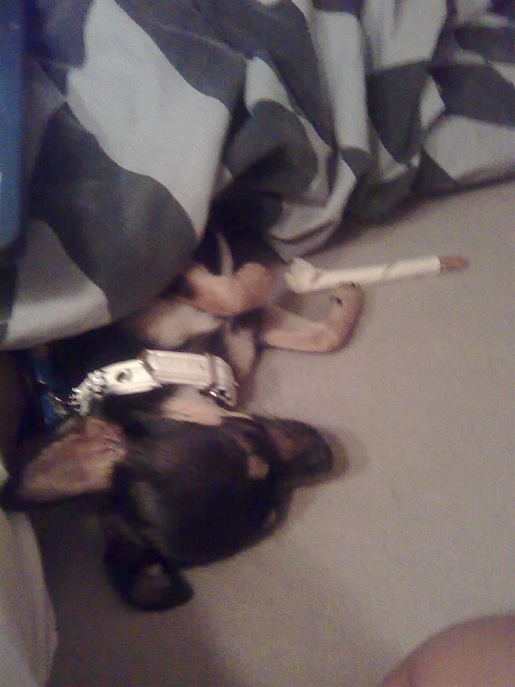 Òdessa piqen <3 billede 16