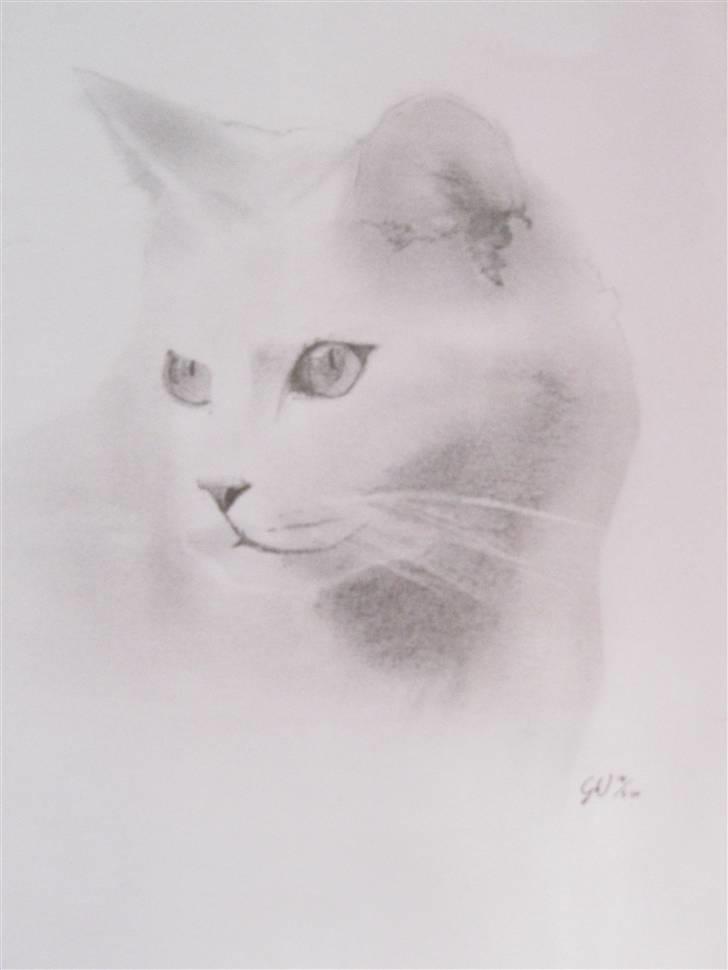 Blyantstegninger - Tegning af venindes kat - tegnet d. 14. maj 09 billede 3