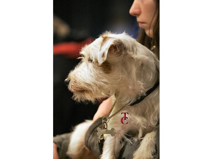 {{currentPhoto.altText}} billede {{currentPhoto.number}}