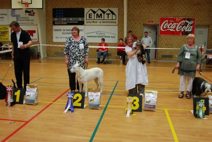 DDH udstilling D17/5-09 - Bedste unghunde billede 10