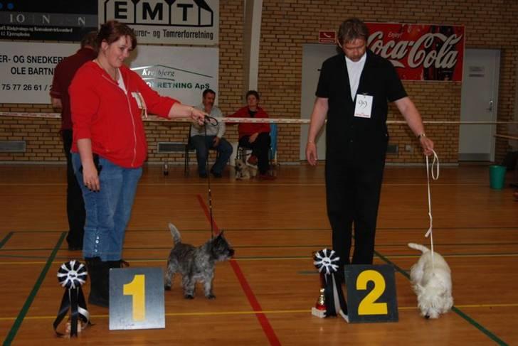 DDH udstilling D17/5-09 - Bedste terrier billede 11