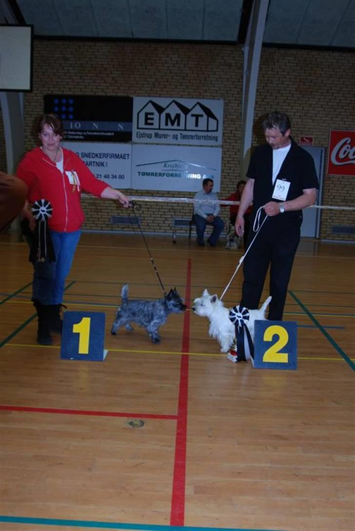 DDH udstilling D17/5-09 - Bedste terrier billede 12