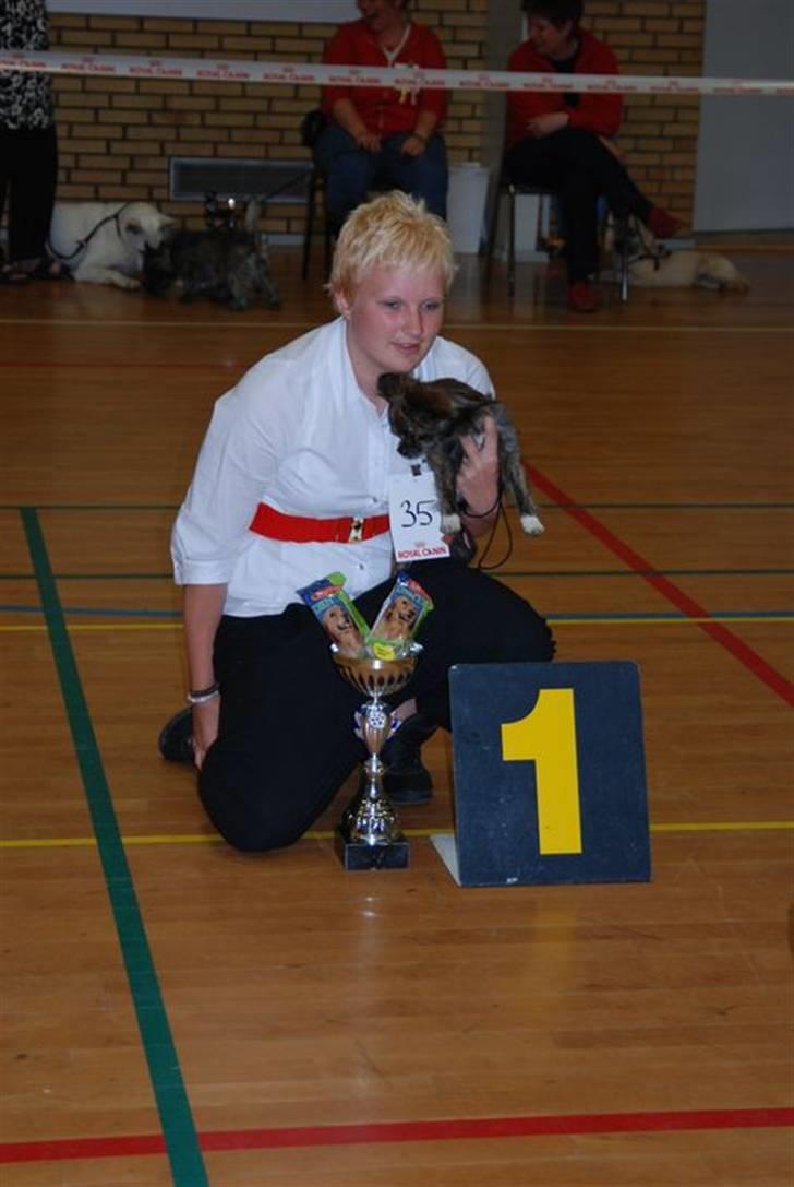 DDH udstilling D17/5-09 - Bedste skødehunde han billede 13