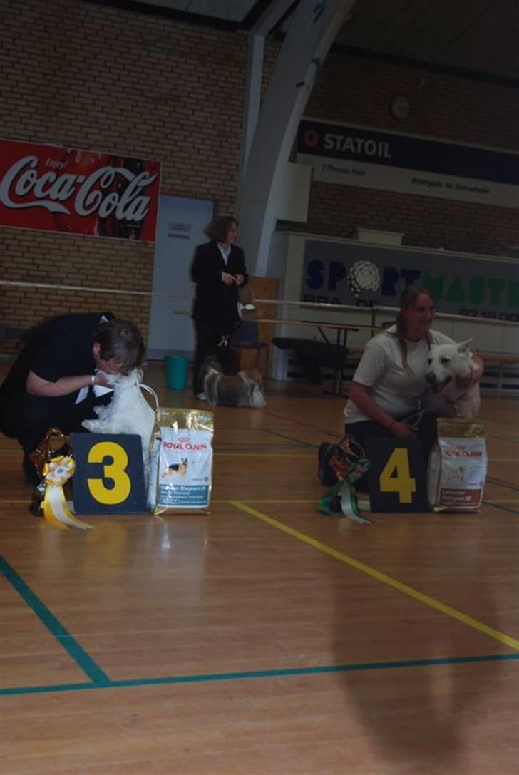 DDH udstilling D17/5-09 - Bedst in show billede 14