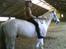 Vores dyr herhjemme.... - Min datter med "sin" pony.