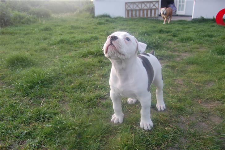 Amerikansk bulldog hvalpe 6 ½ uger. billede 1