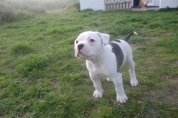 Amerikansk bulldog hvalpe 6 ½ uger. billede 2