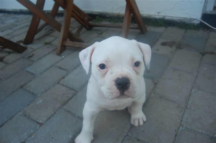 Amerikansk bulldog hvalpe 6 ½ uger. billede 3