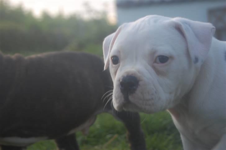 Amerikansk bulldog hvalpe 6 ½ uger. billede 4