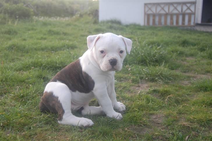 Amerikansk bulldog hvalpe 6 ½ uger. billede 7