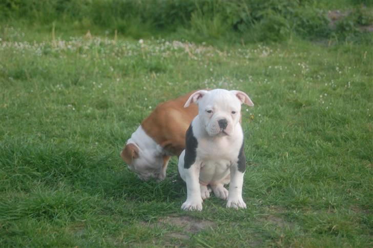 Amerikansk bulldog hvalpe 6 ½ uger. billede 13