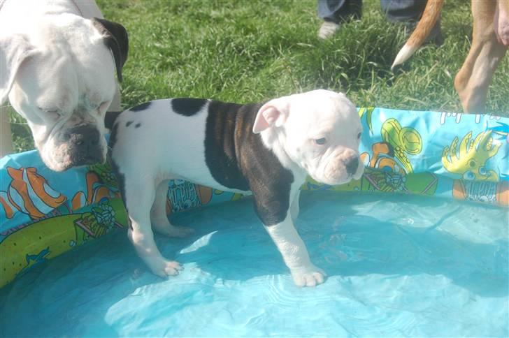 Amerikansk bulldog hvalpe 6 ½ uger. billede 15