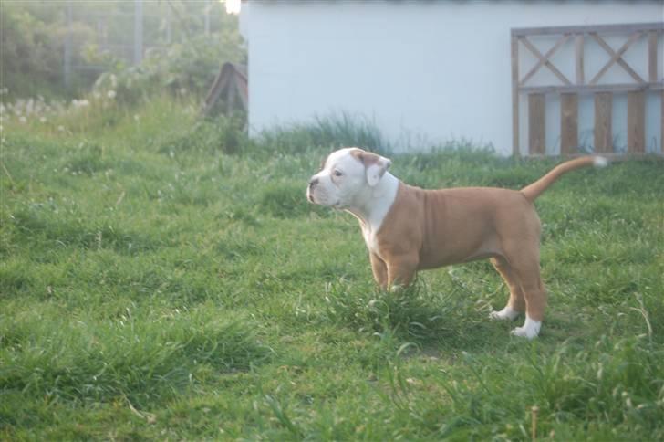 Amerikansk bulldog hvalpe 6 ½ uger. billede 20