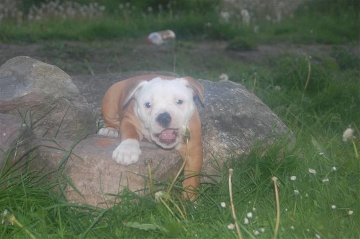 Amerikansk bulldog hvalpe 6 ½ uger. billede 25