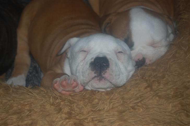 Amerikansk bulldog hvalpe 6 ½ uger. billede 26