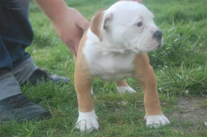 Amerikansk bulldog hvalpe 6 ½ uger. billede 27