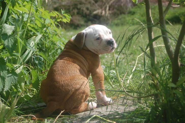 Amerikansk bulldog hvalpe 6 ½ uger. billede 29